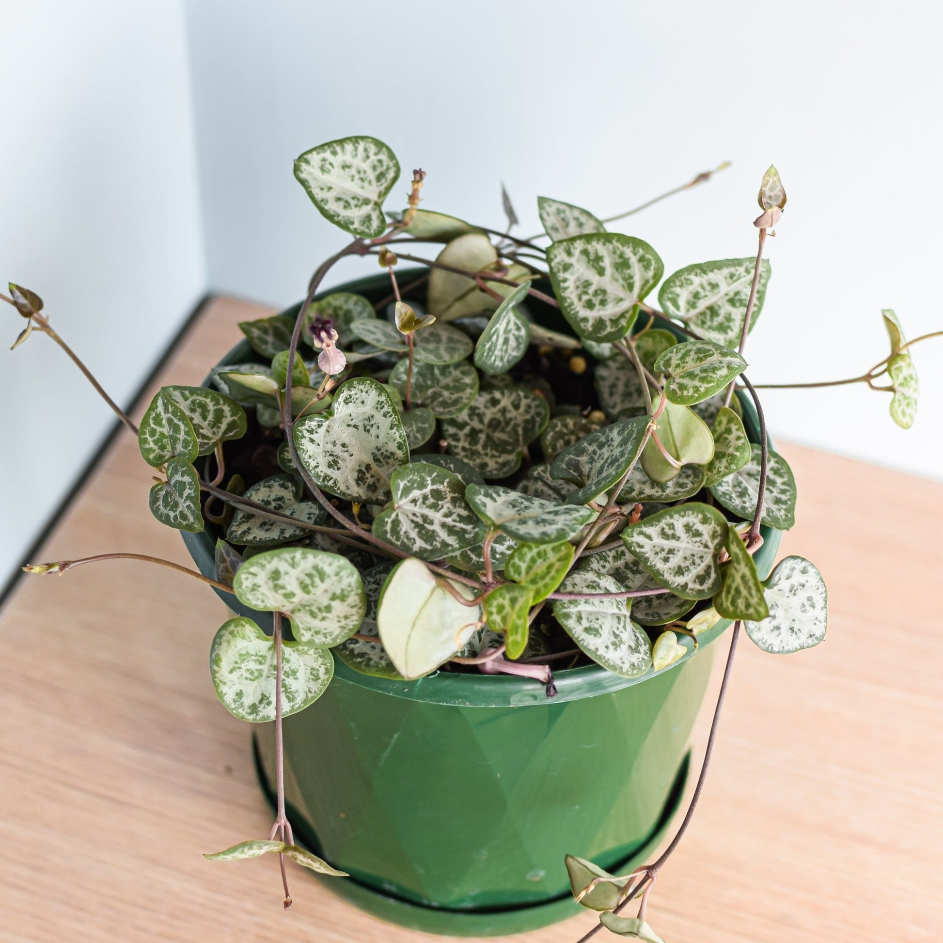 Ceropegia Woodii Chain of Hearts | The Plant Boys