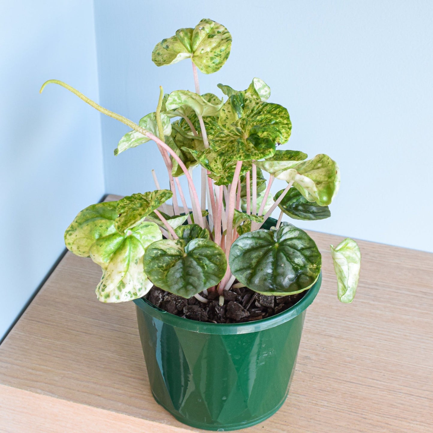 Peperomia Pink Lady | The Plant Boys