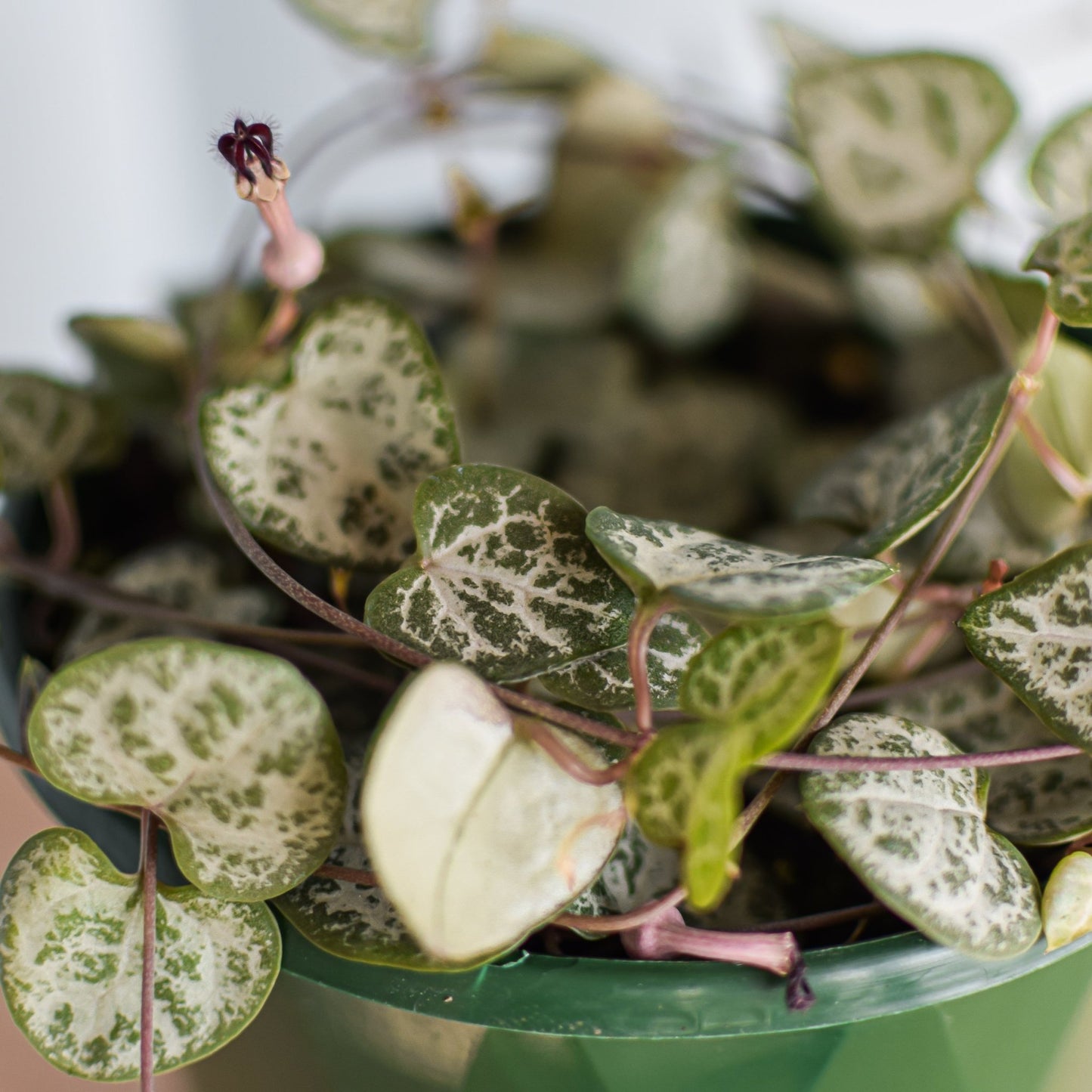 Ceropegia Woodii Chain of Hearts | The Plant Boys