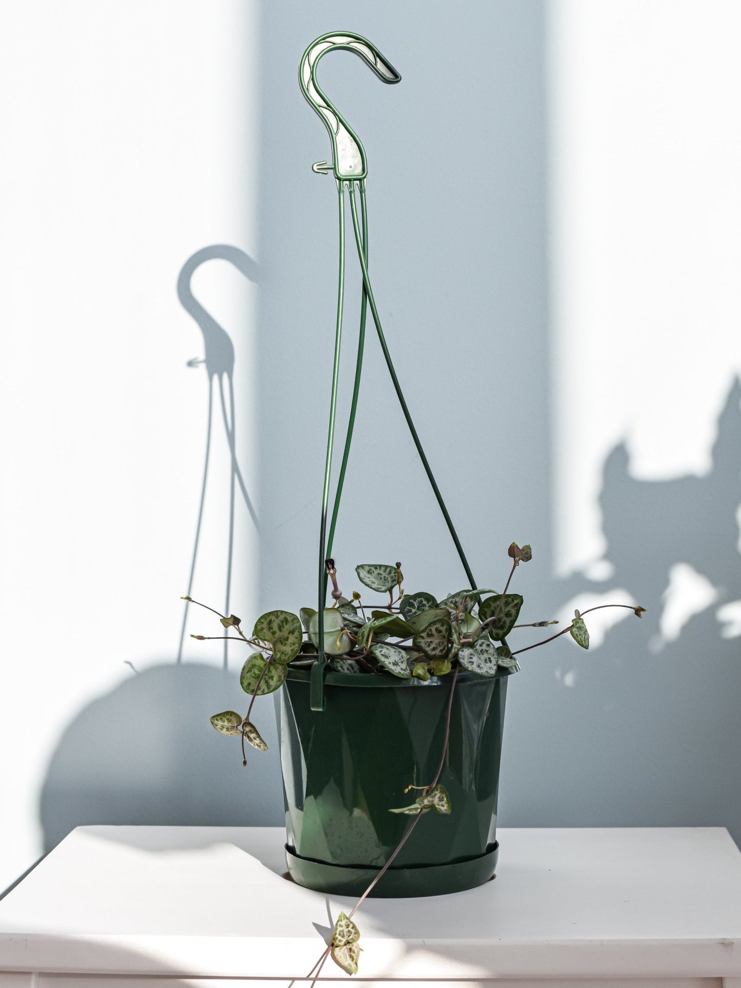 Ceropegia Woodii Chain of Hearts | The Plant Boys