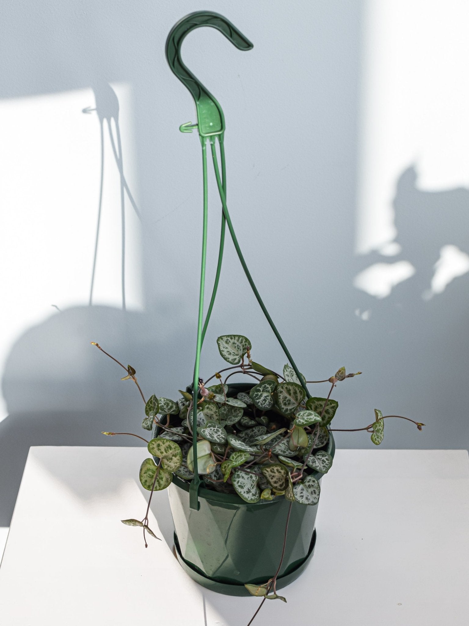 Ceropegia Woodii Chain of Hearts | The Plant Boys