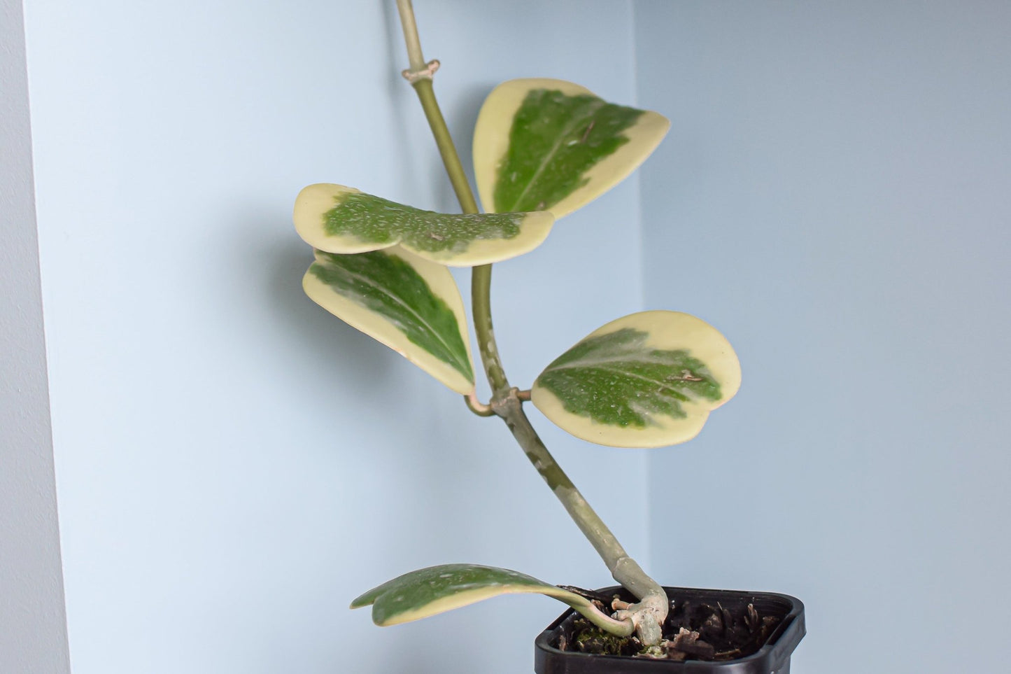 Hoya Kerrii Albomarginata | The Plant Boys