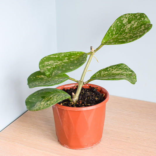 Hoya Obovata Splash | The Plant Boys