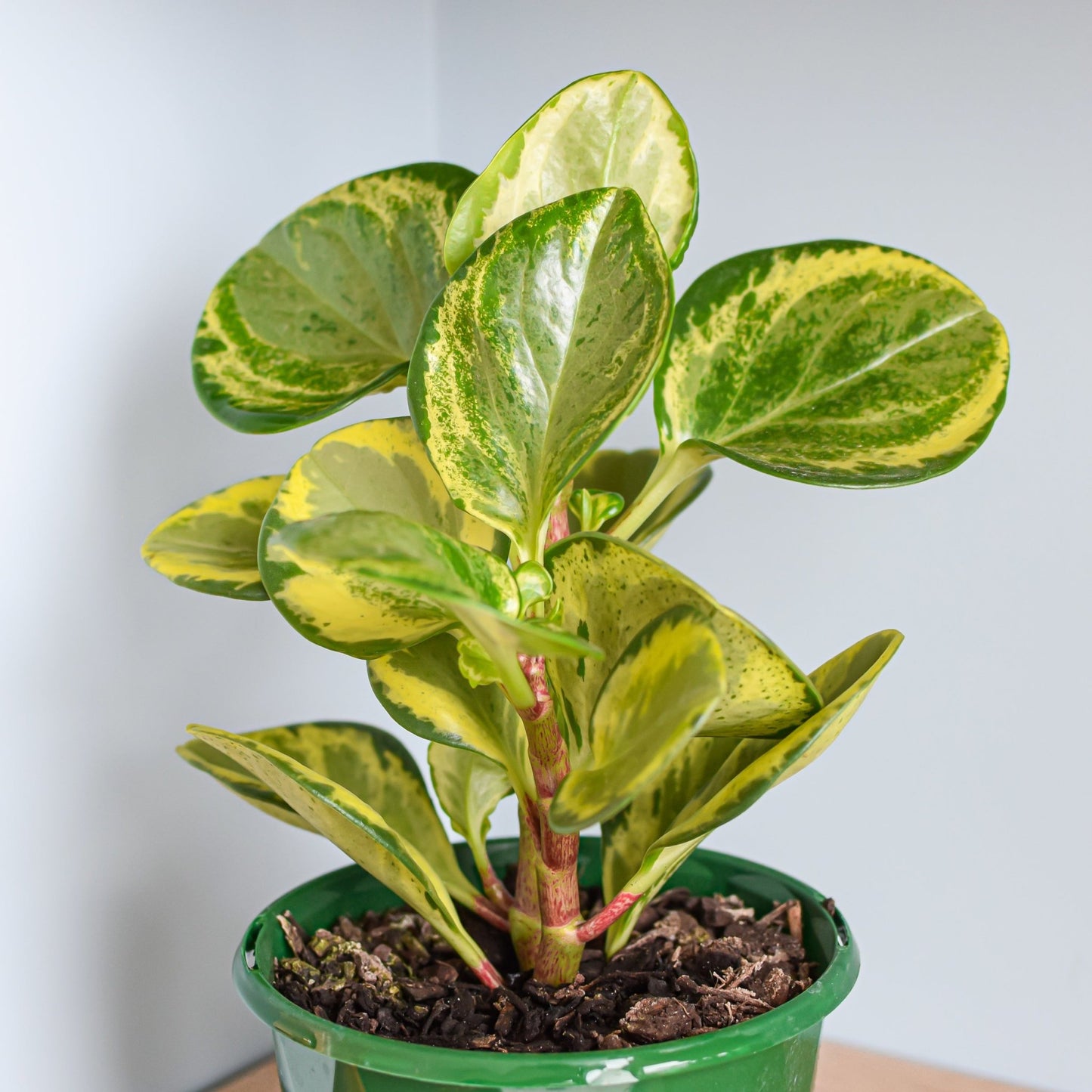 Peperomia Obtusifolia Marble | The Plant Boys