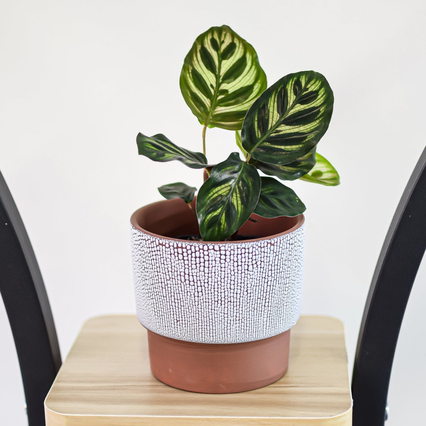 Pinja Pot | The Plant Boys