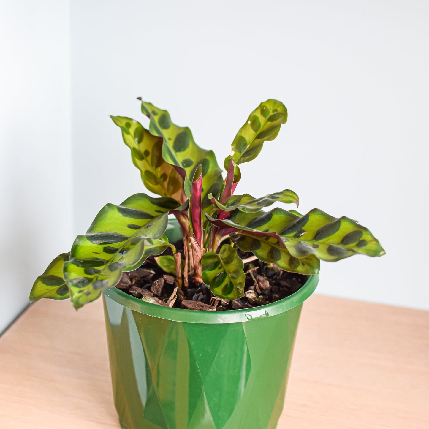 Calathea Rattlesnake | The Plant Boys