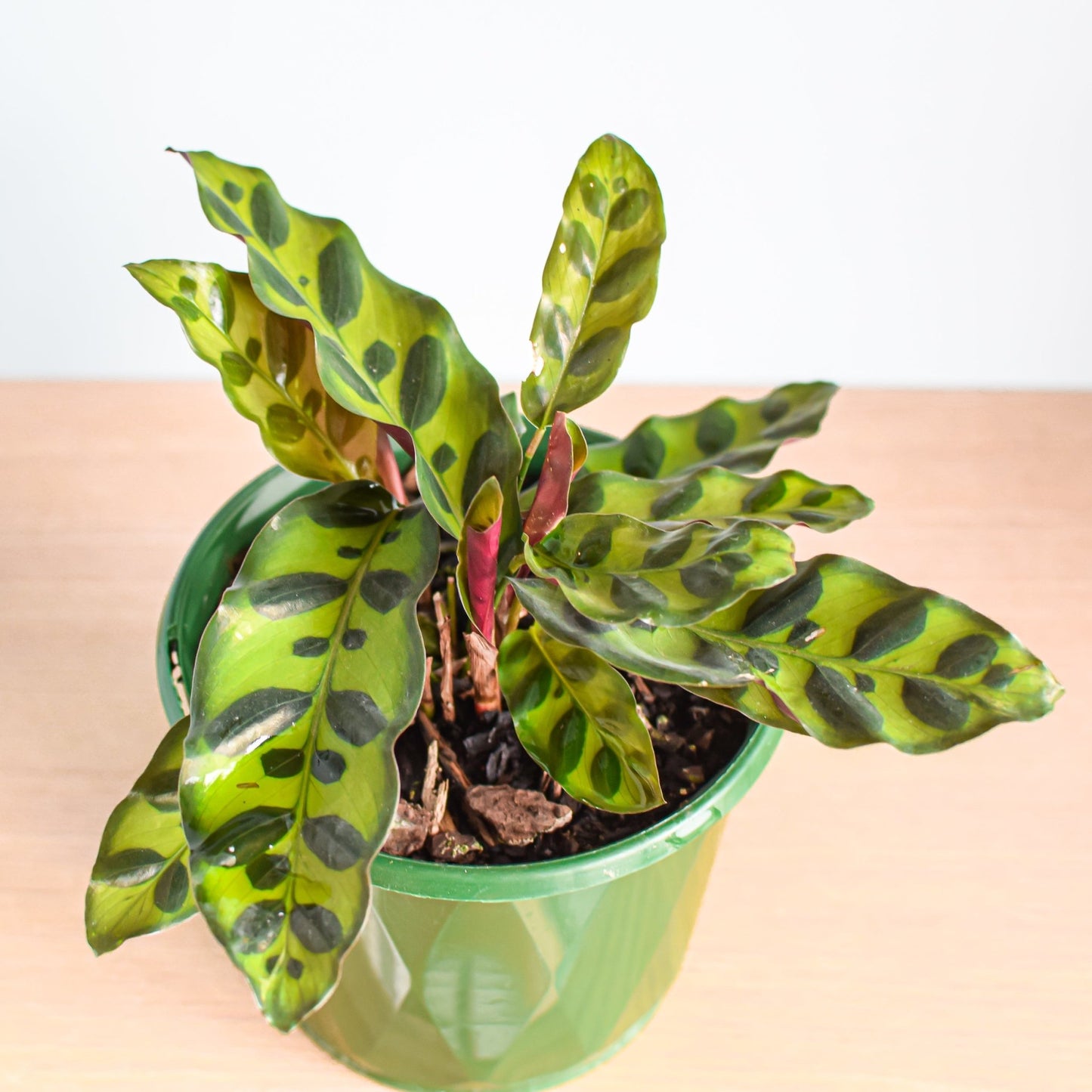 Calathea Rattlesnake | The Plant Boys