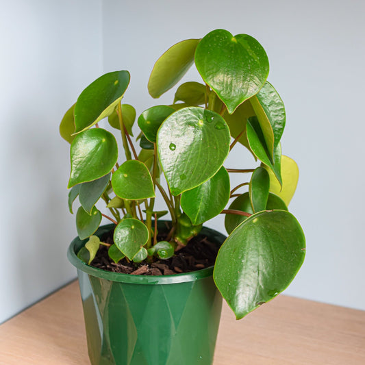 Peperomia Coin Leaf | The Plant Boys