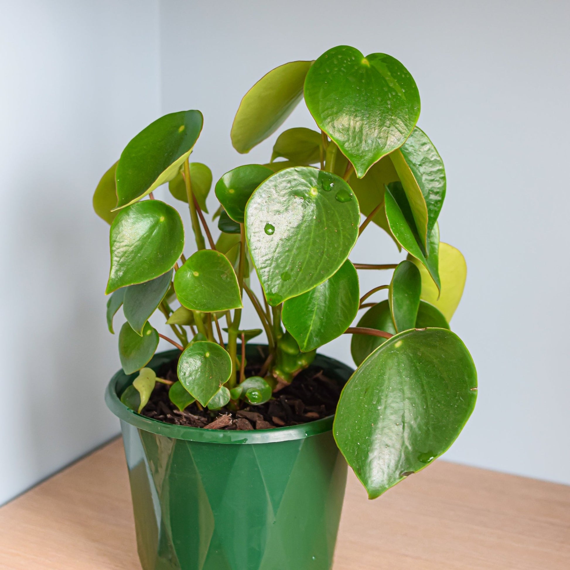 Peperomia Coin Leaf | The Plant Boys