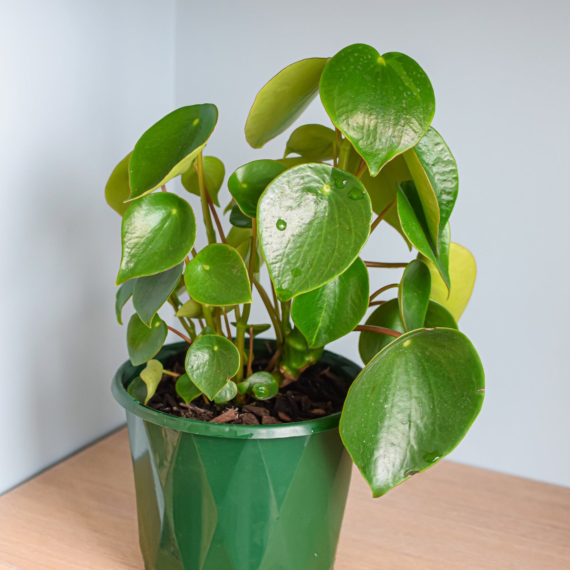 Peperomia Coin Leaf | The Plant Boys