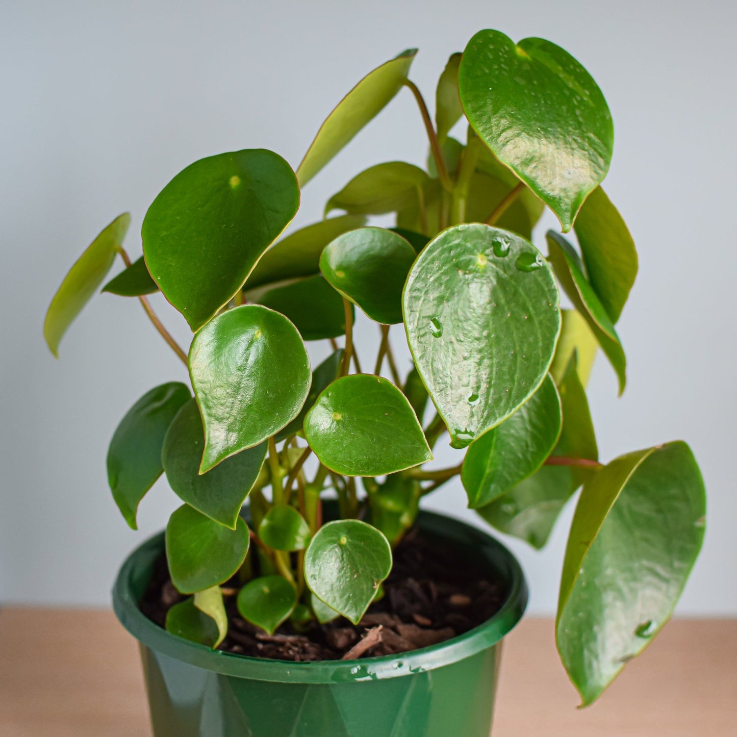 Peperomia Coin Leaf | The Plant Boys