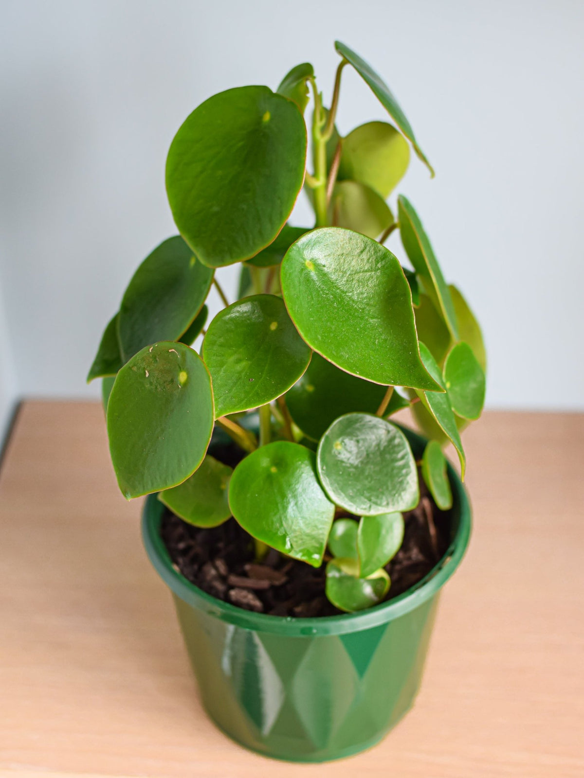 Peperomia Coin Leaf – The Plant Boys