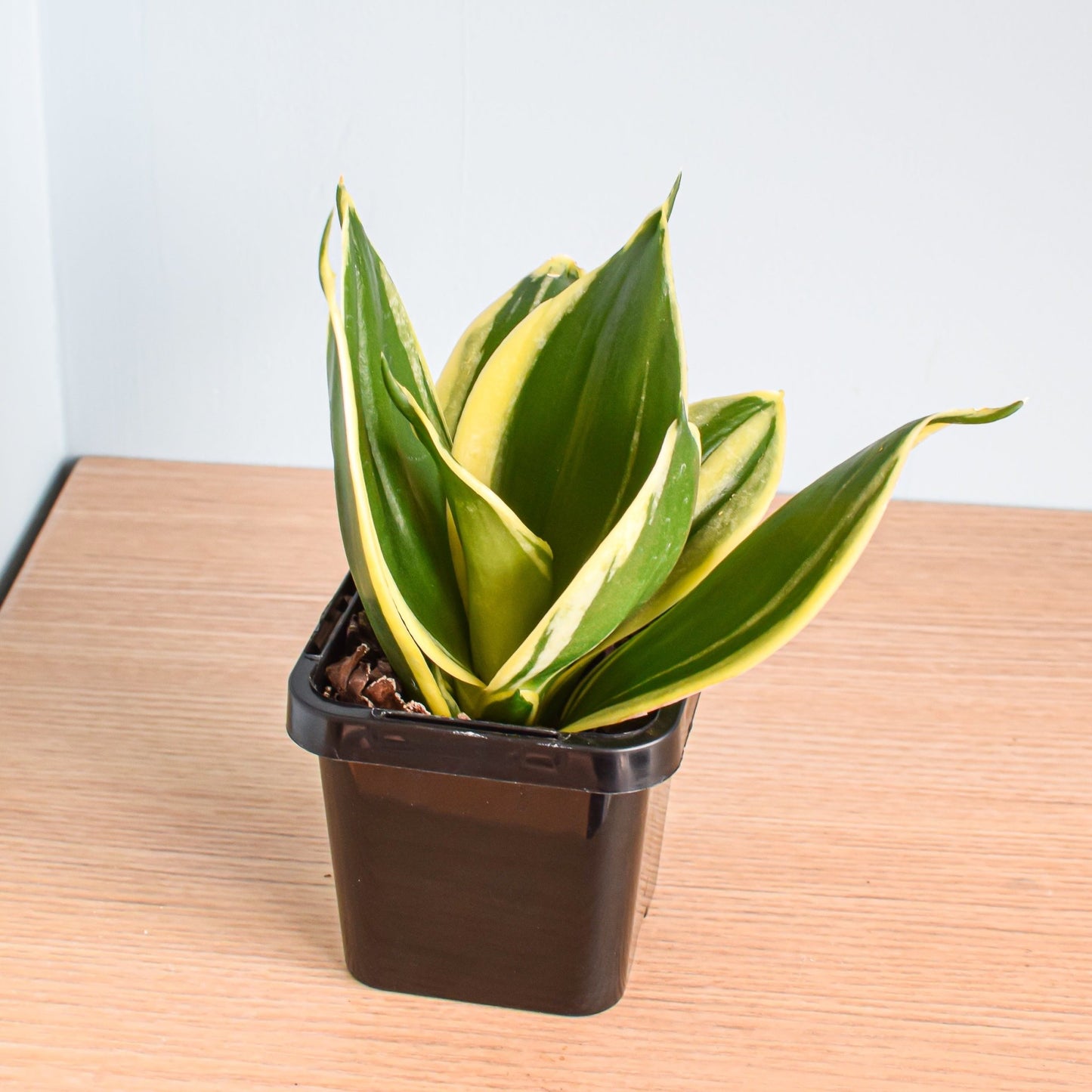 Sansevieria Lotus Hahnii | The Plant Boys