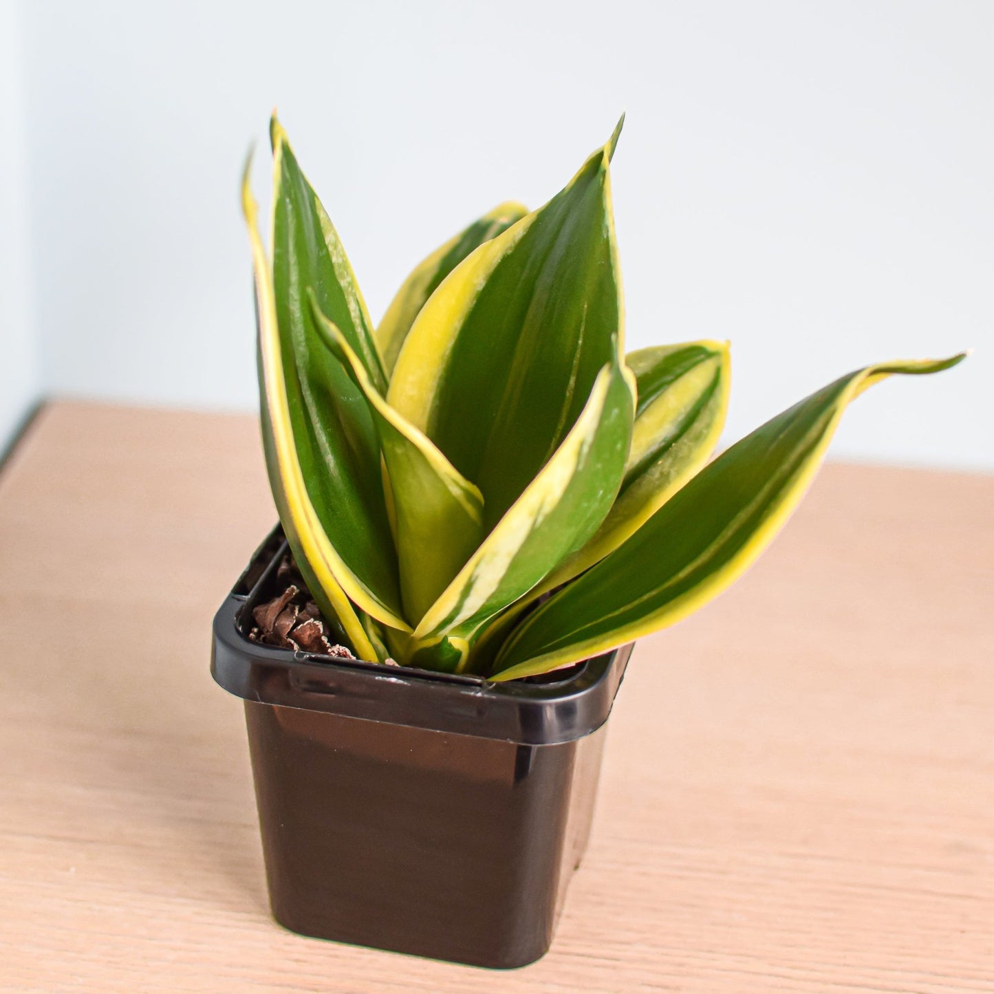 Sansevieria Lotus Hahnii | The Plant Boys