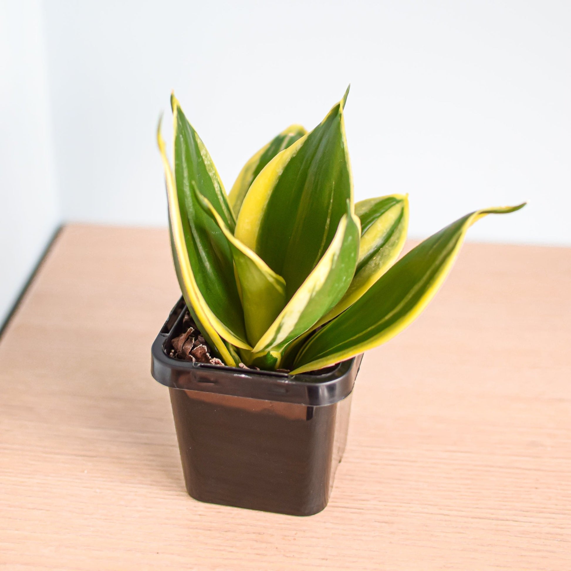 Sansevieria Lotus Hahnii | The Plant Boys