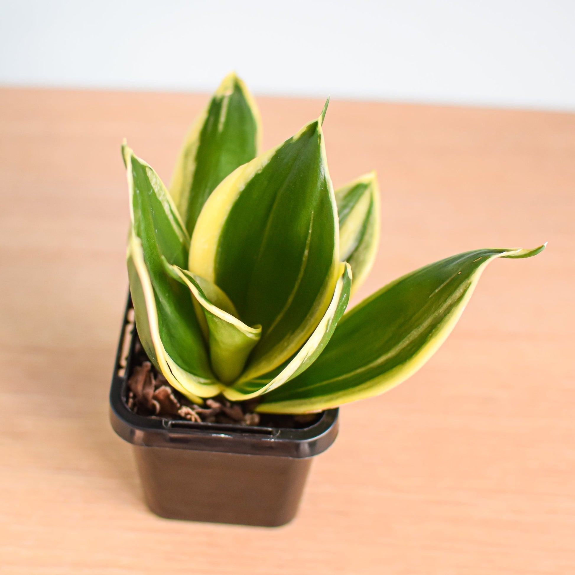 Sansevieria Lotus Hahnii | The Plant Boys