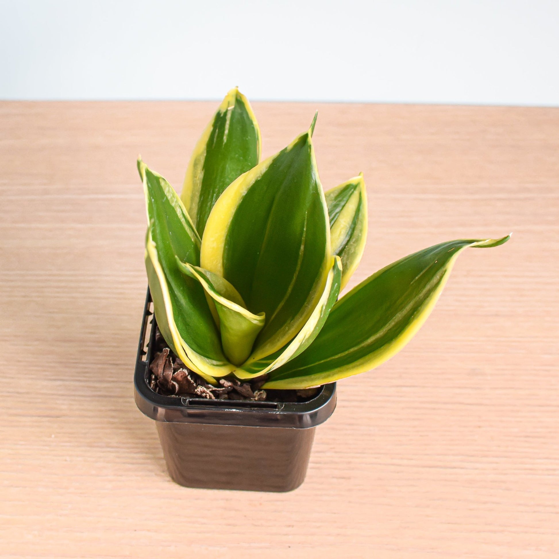 Sansevieria Lotus Hahnii | The Plant Boys