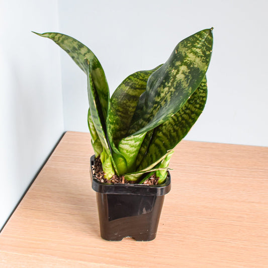 Sansevieria Green Hahnii | The Plant Boys