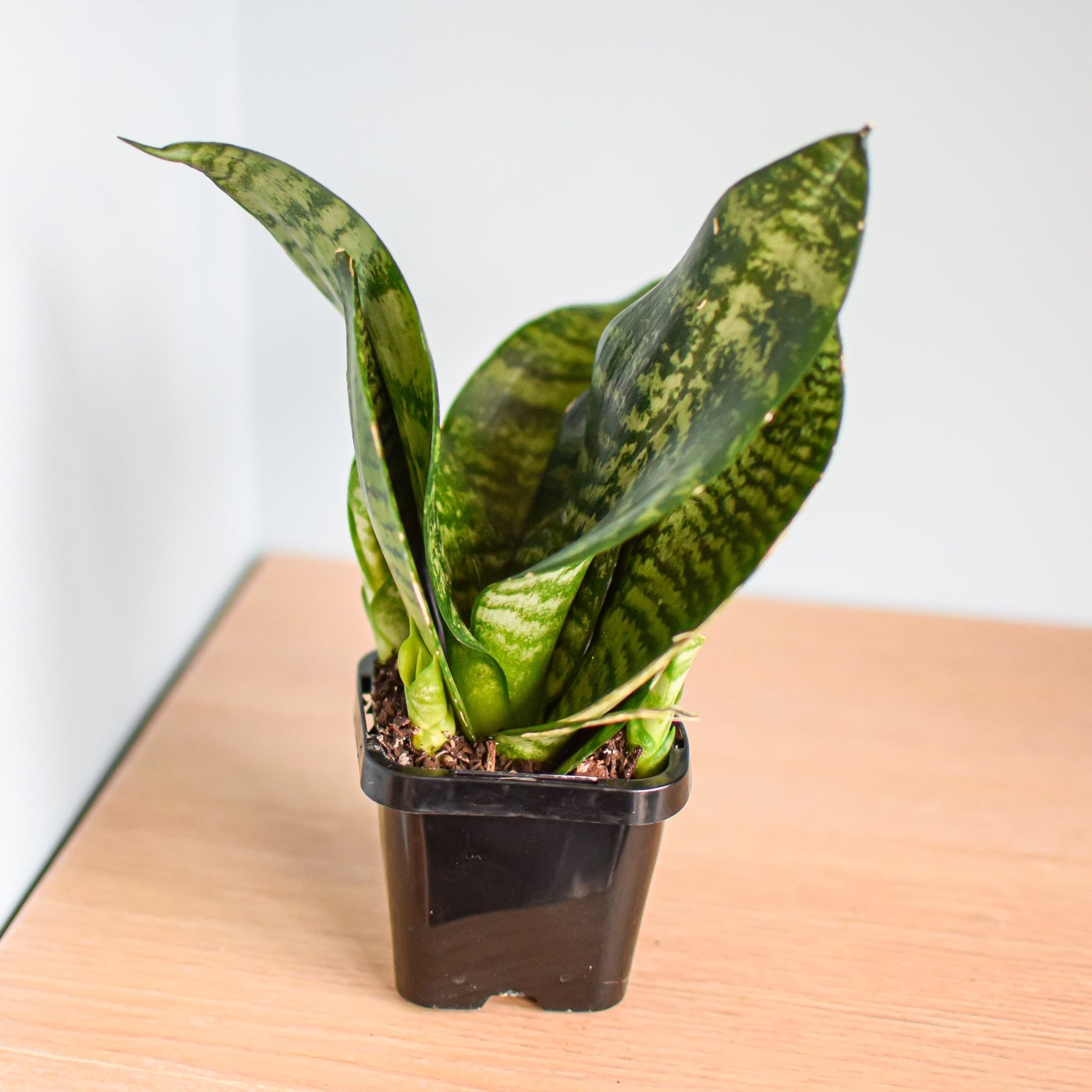 Sansevieria Green Hahnii | The Plant Boys