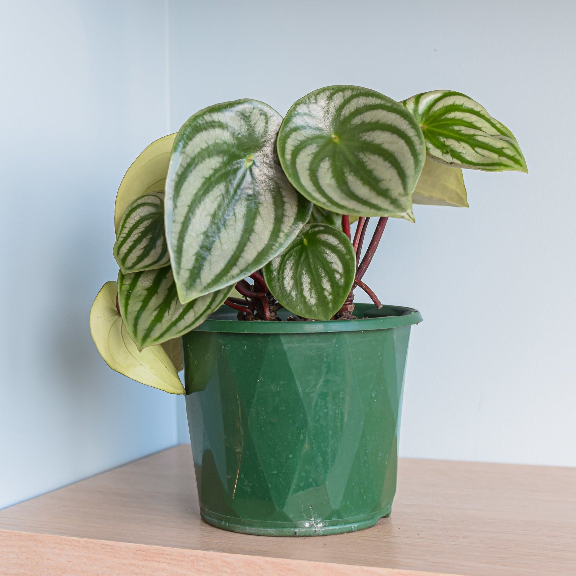 Peperomia Watermelon | The Plant Boys