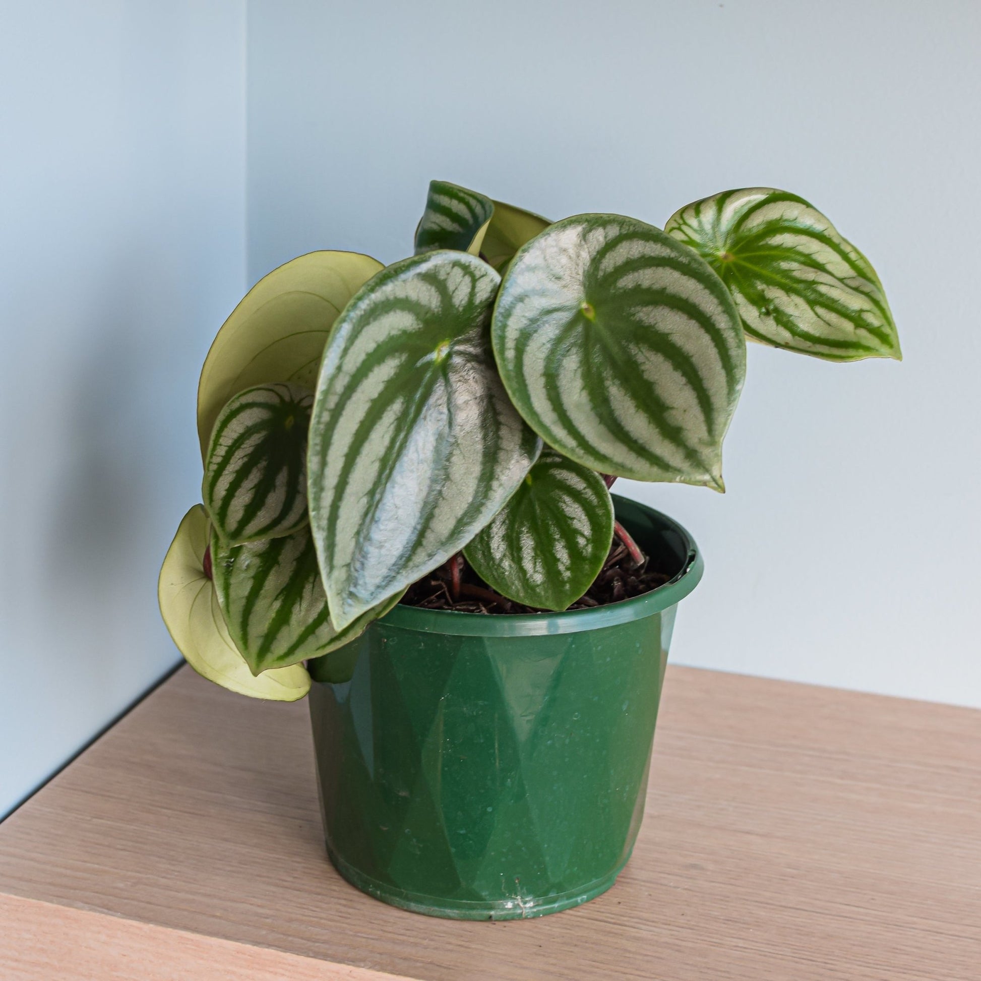 Peperomia Watermelon | The Plant Boys