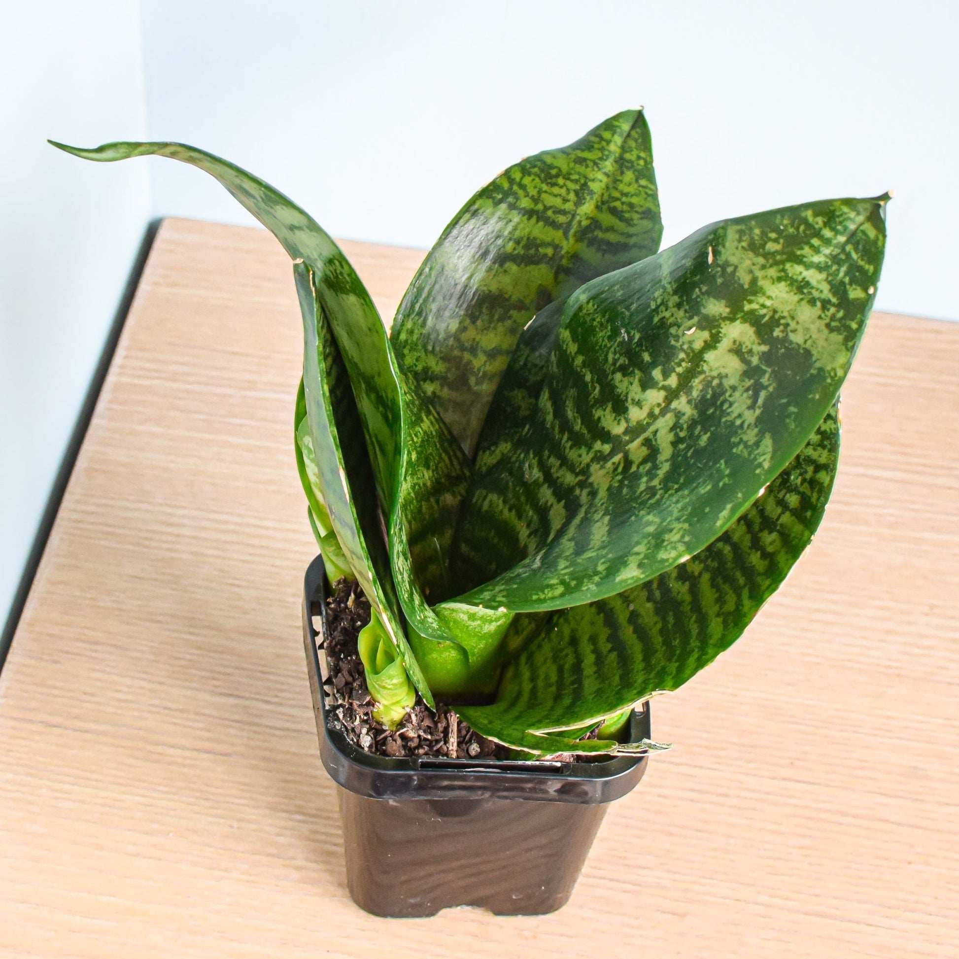 Sansevieria Green Hahnii | The Plant Boys