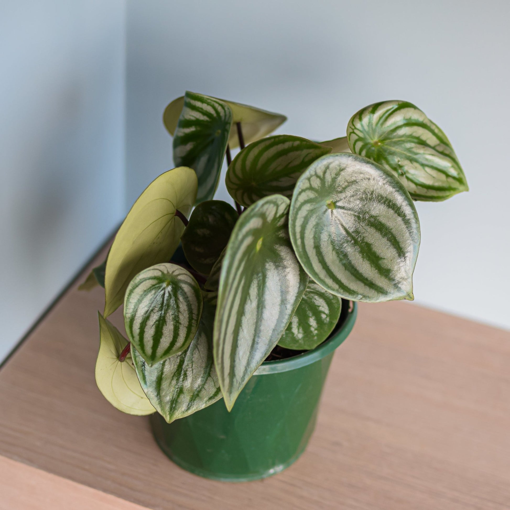 Peperomia Watermelon | The Plant Boys