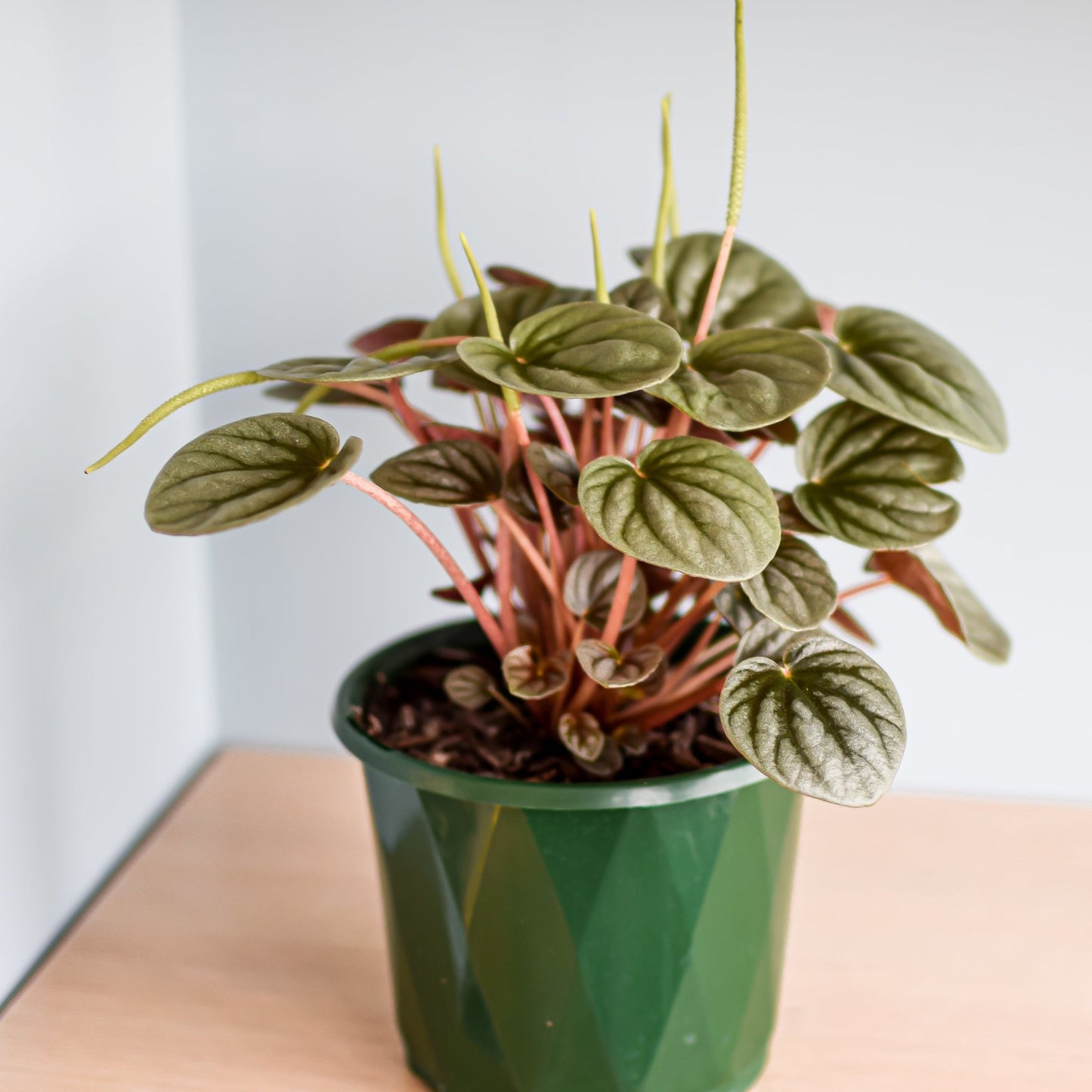 Peperomia Frosty | The Plant Boys