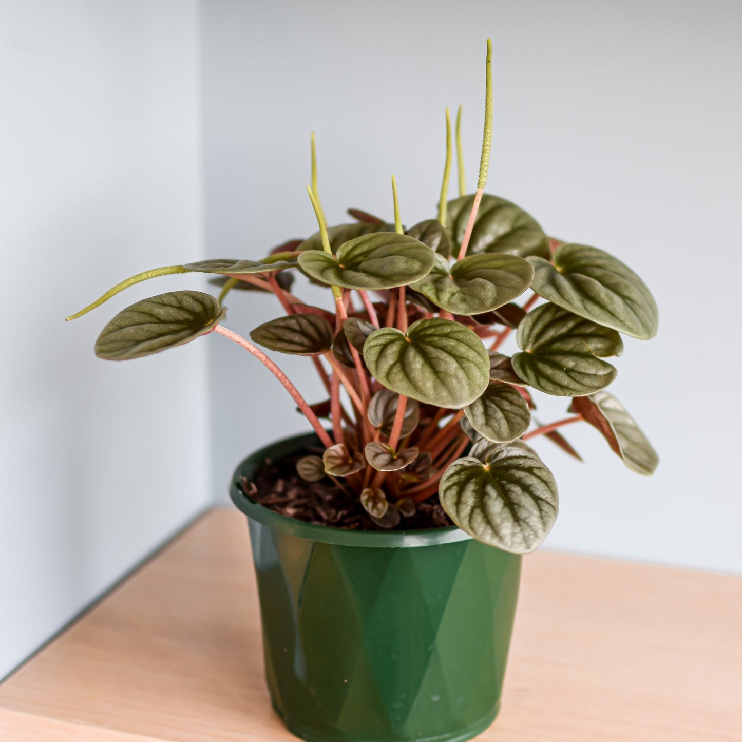 Peperomia Frosty | The Plant Boys