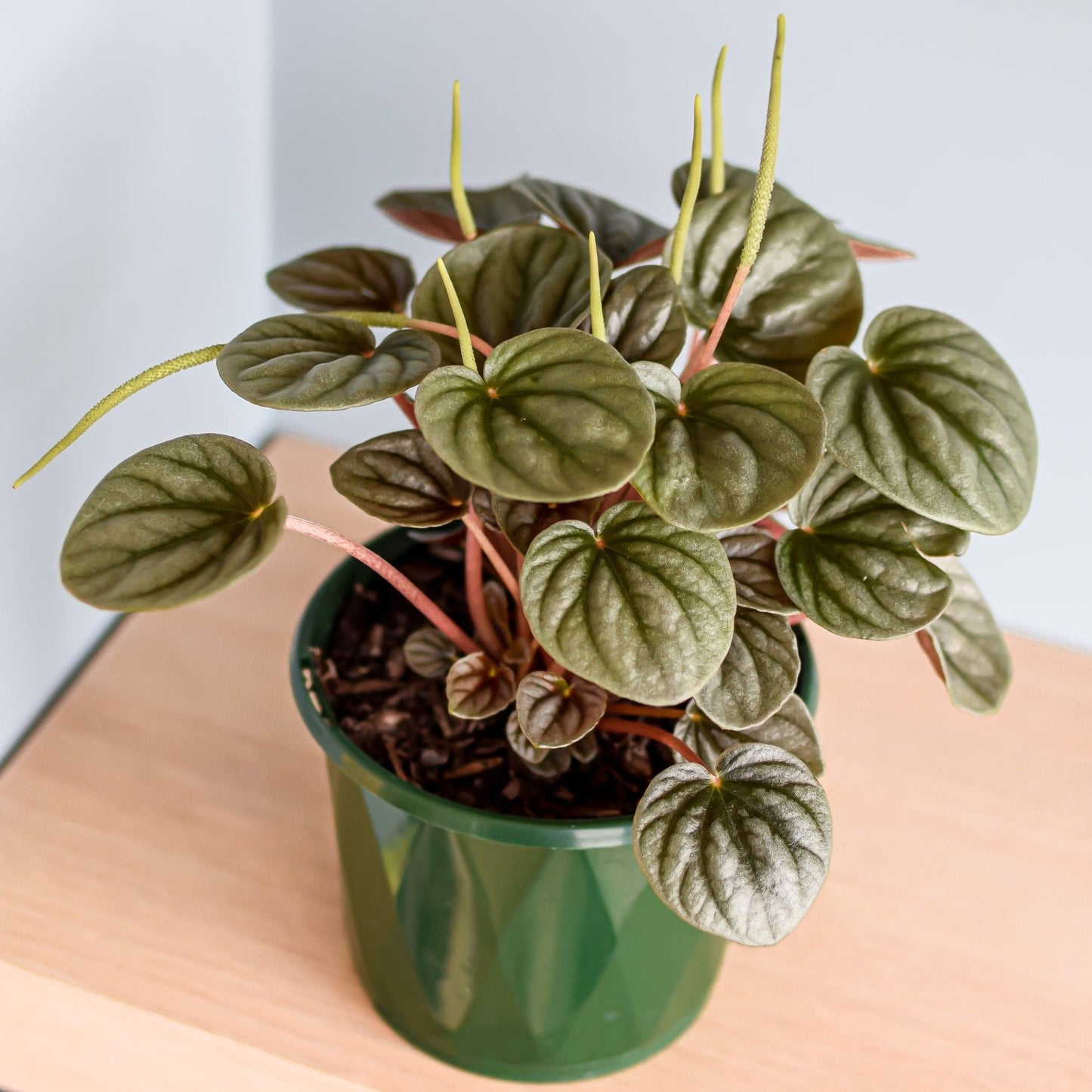 Peperomia Frosty | The Plant Boys