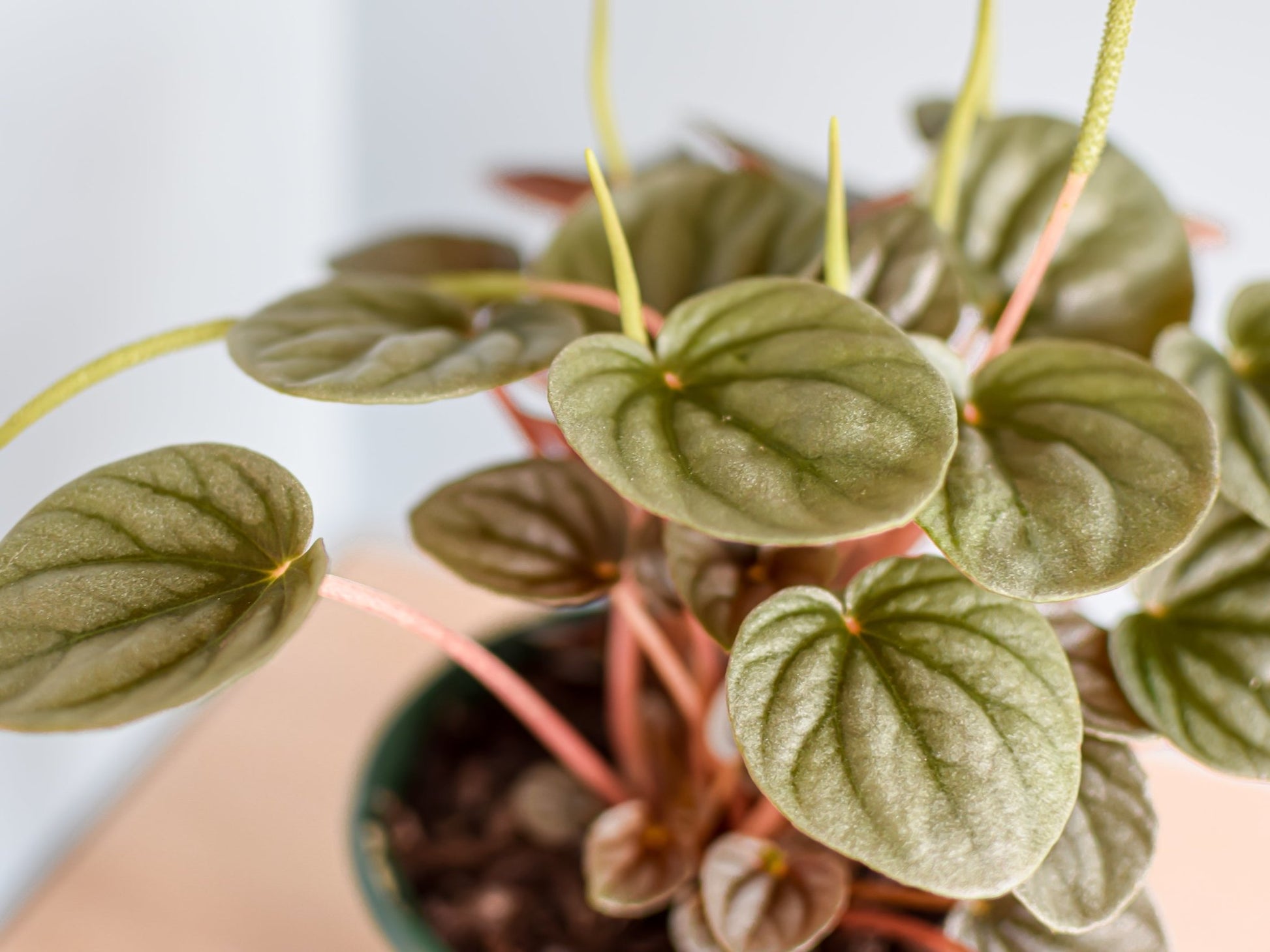 Peperomia Frosty | The Plant Boys