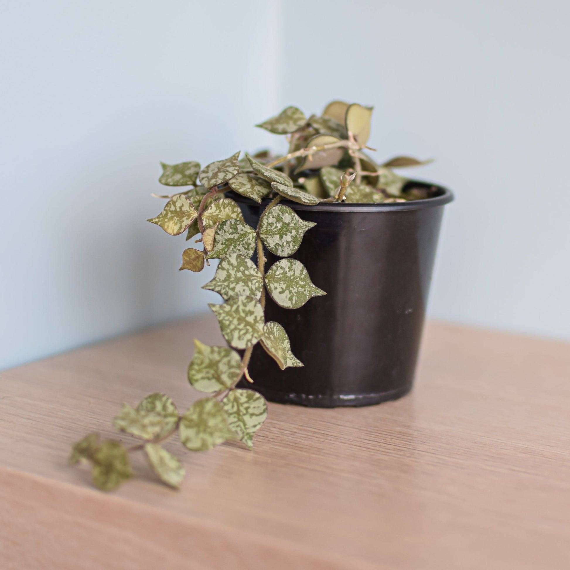 Hoya Curtisii Thailand Form | The Plant Boys