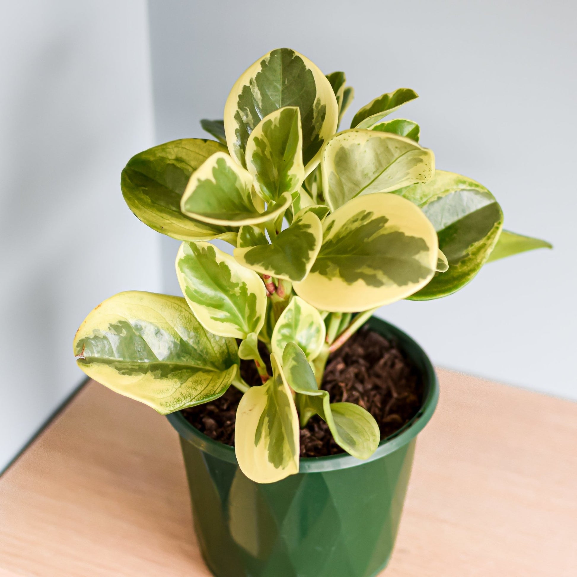 Peperomia Obtusifolia Variegata | The Plant Boys