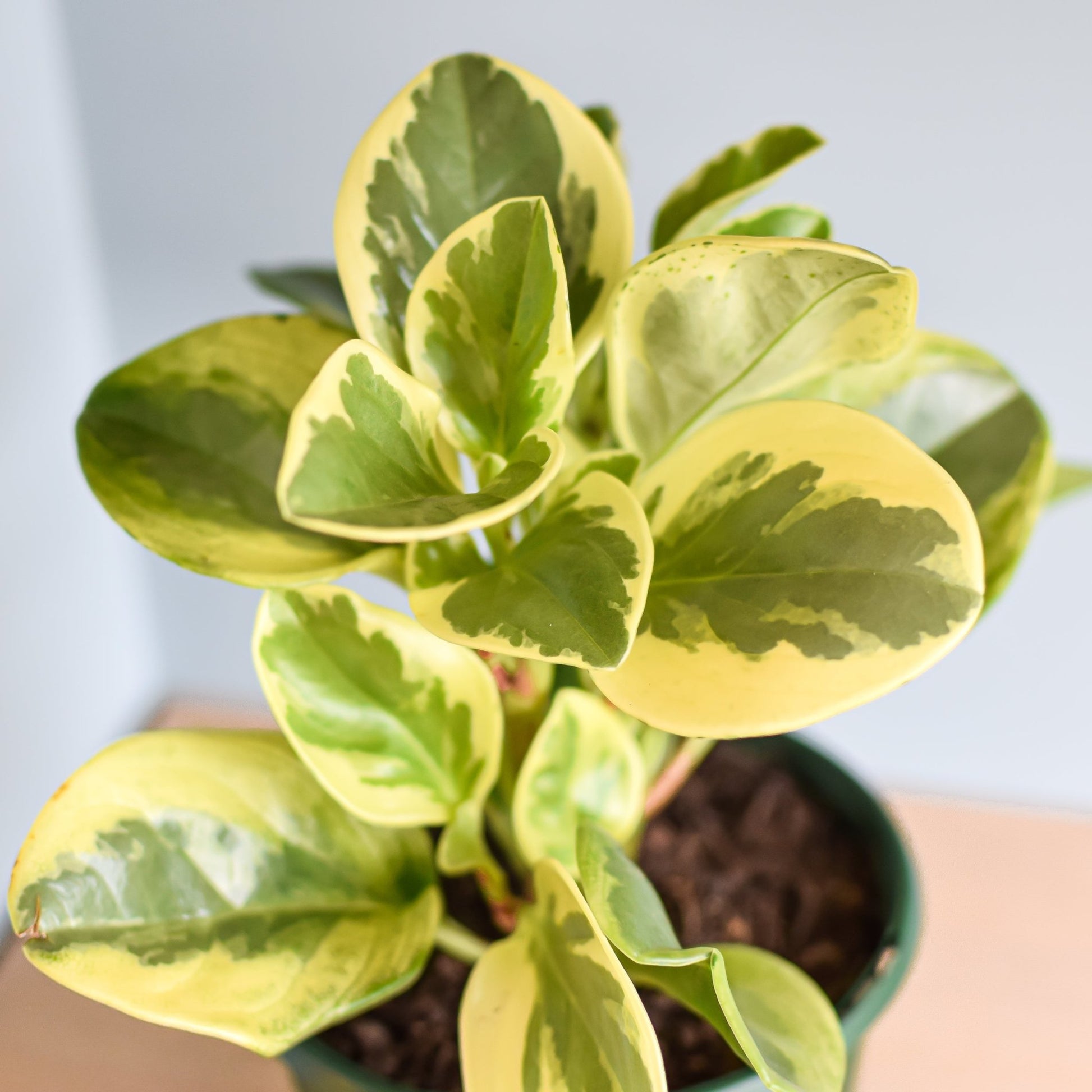 Peperomia Obtusifolia Variegata | The Plant Boys