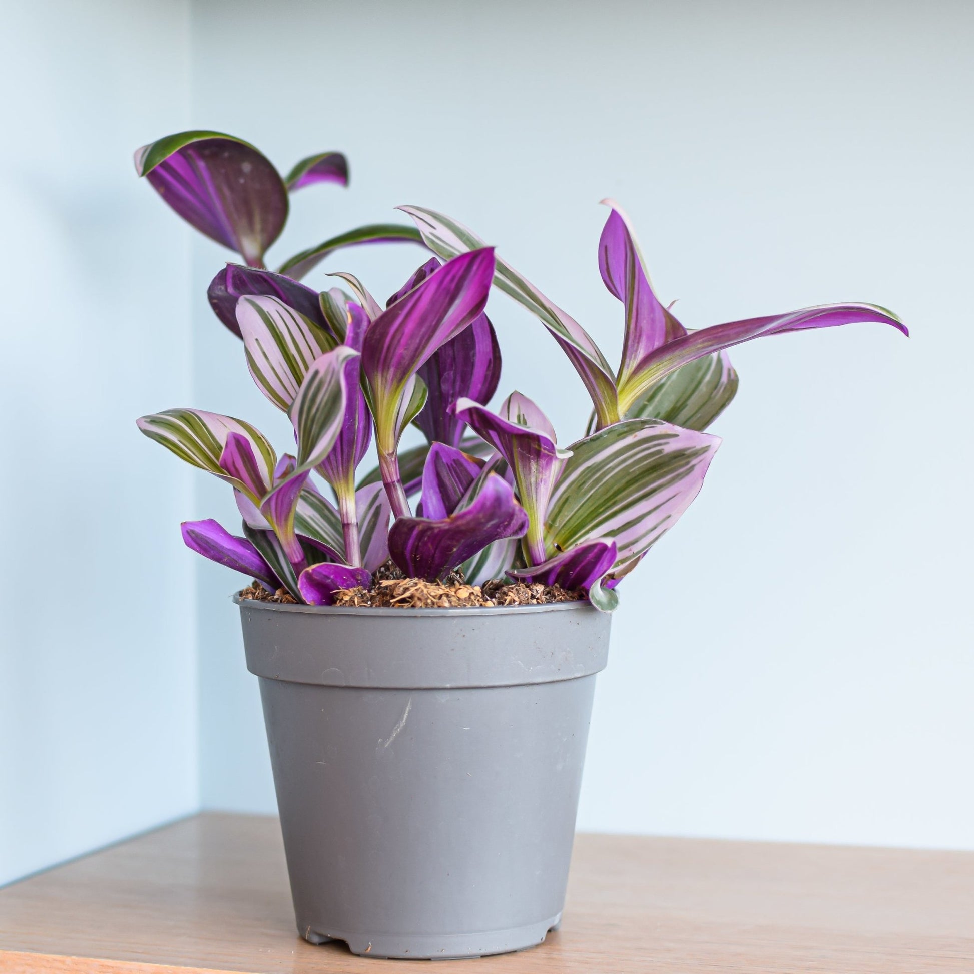 Tradescantia Nanouk | The Plant Boys