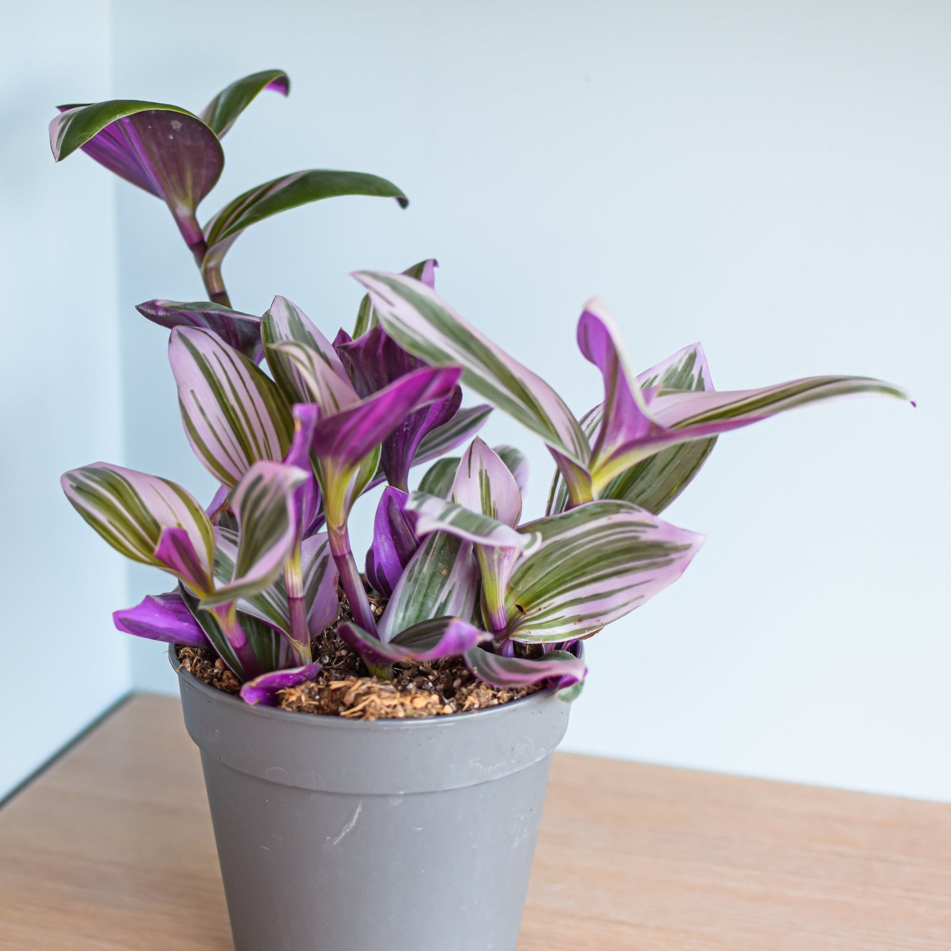 Tradescantia Nanouk | The Plant Boys