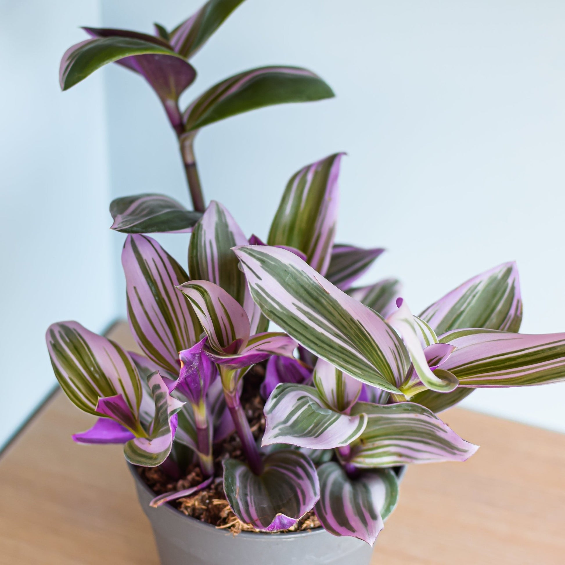 Tradescantia Nanouk | The Plant Boys