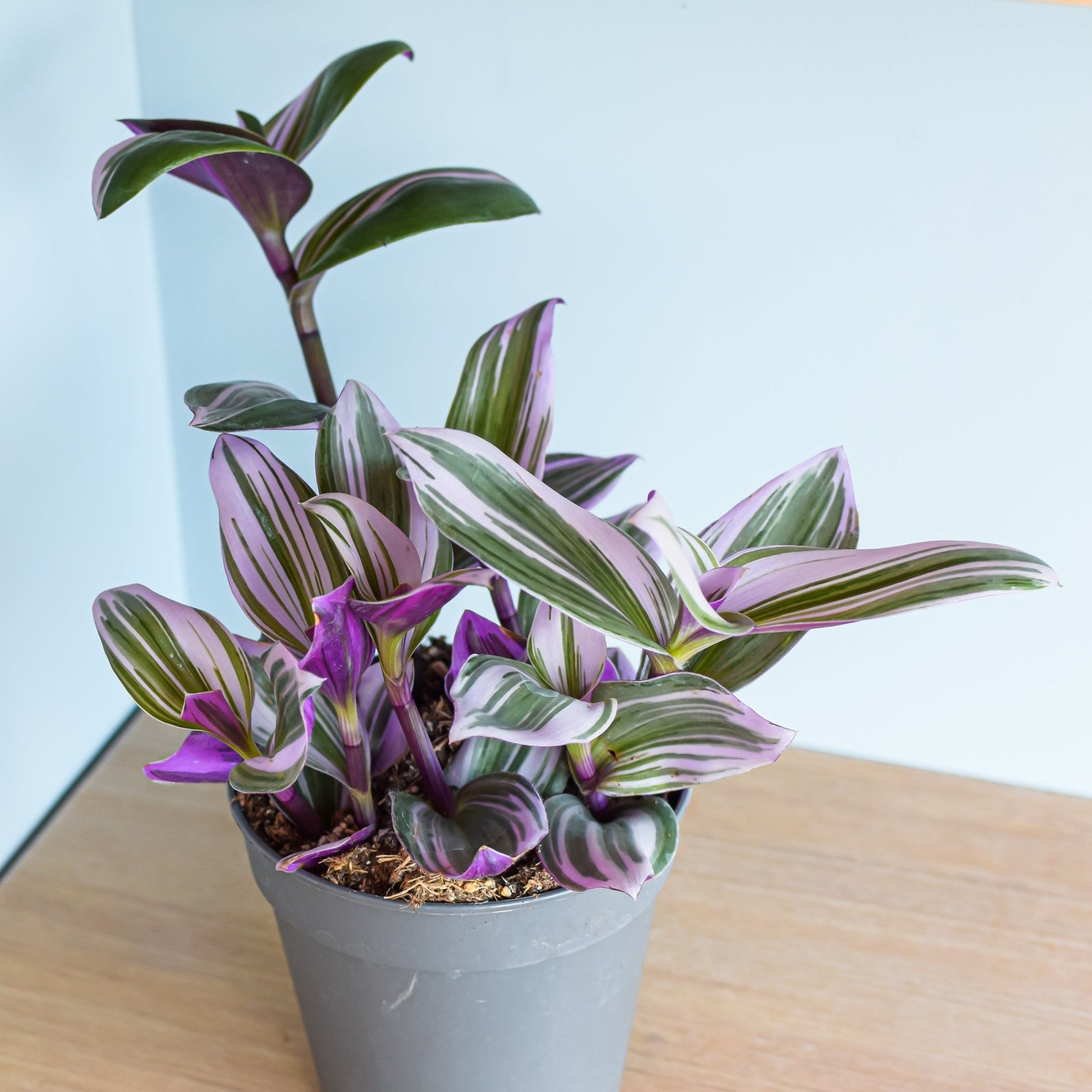 Tradescantia Nanouk | The Plant Boys