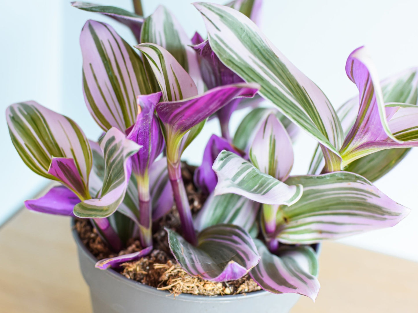 Tradescantia Nanouk | The Plant Boys