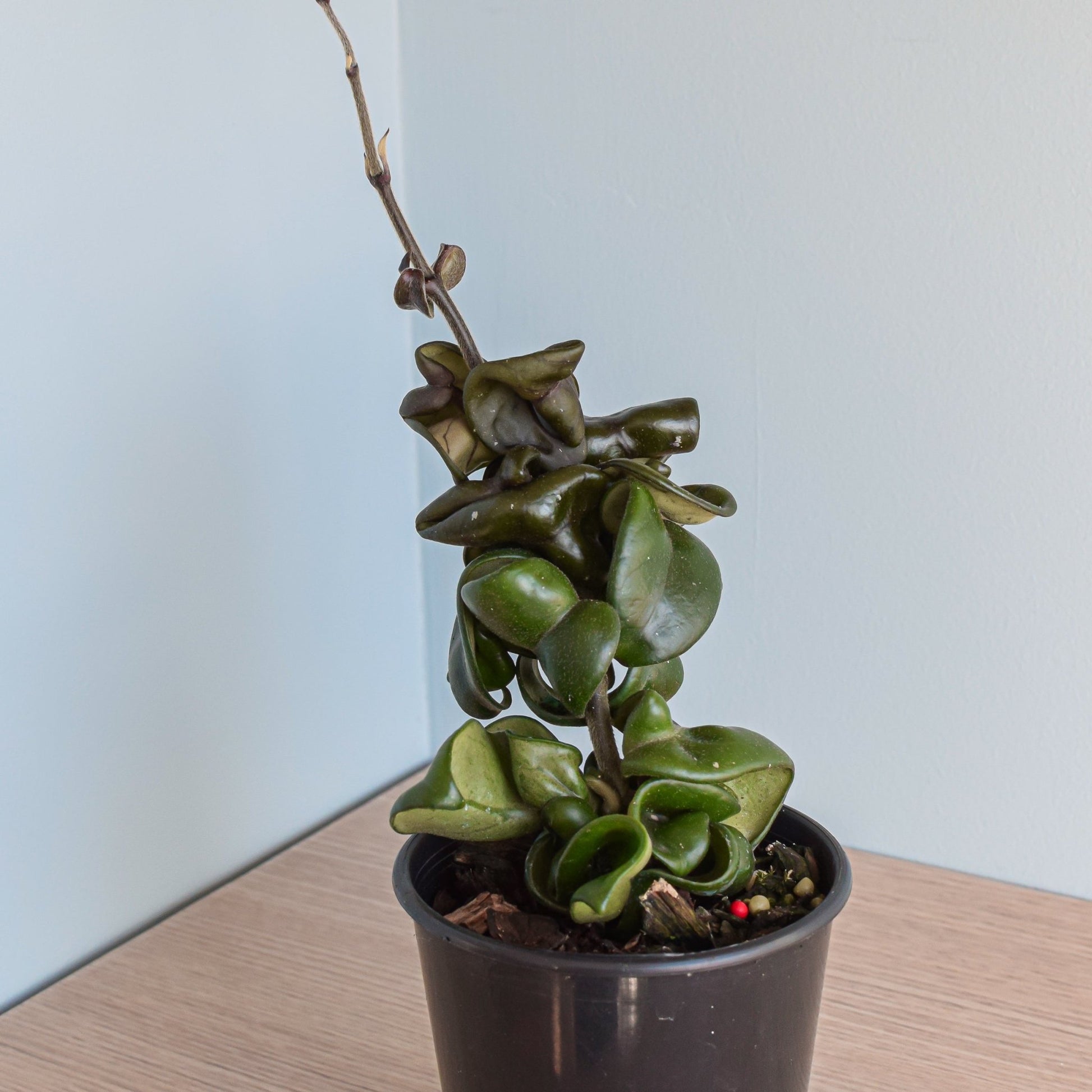 Hoya Dwarf Rope | The Plant Boys