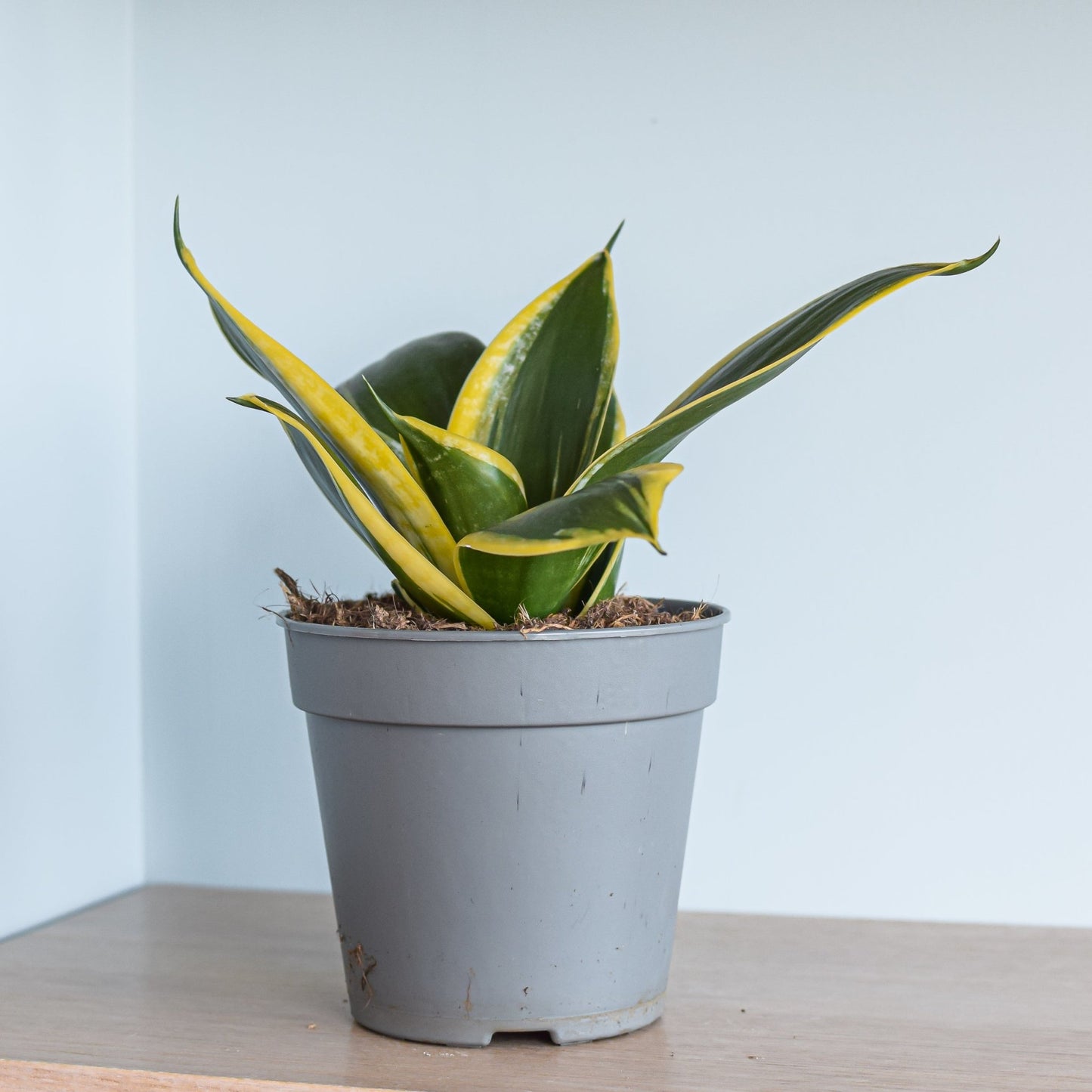 Sansevieria Lotus Hahnii | The Plant Boys