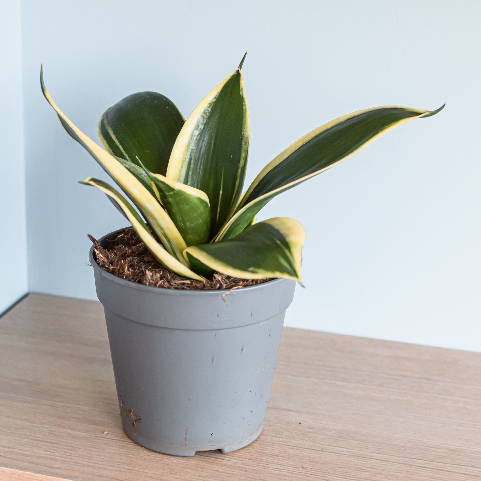 Sansevieria Lotus Hahnii | The Plant Boys