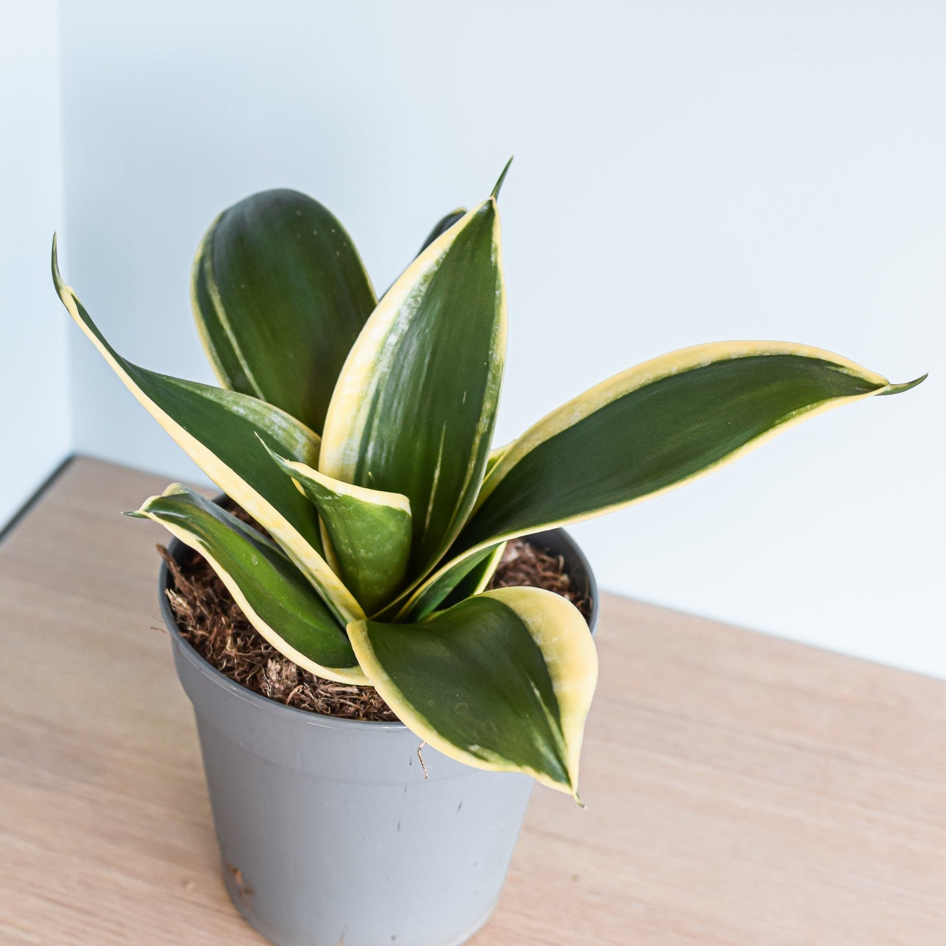 Sansevieria Lotus Hahnii | The Plant Boys