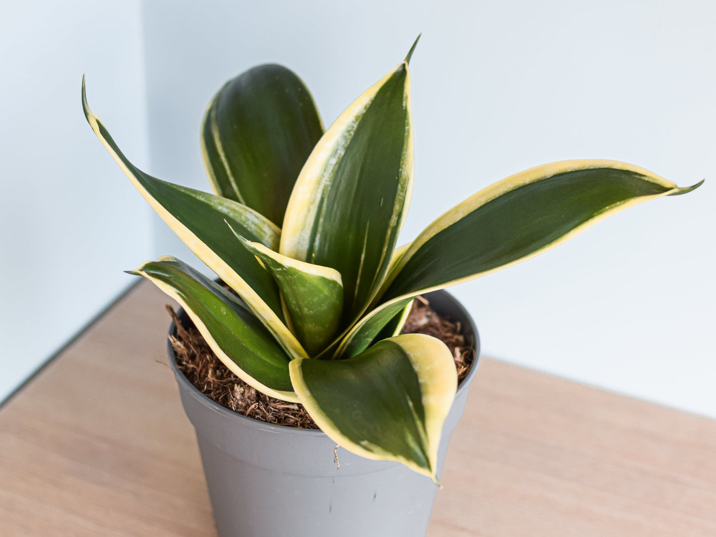 Sansevieria Lotus Hahnii | The Plant Boys