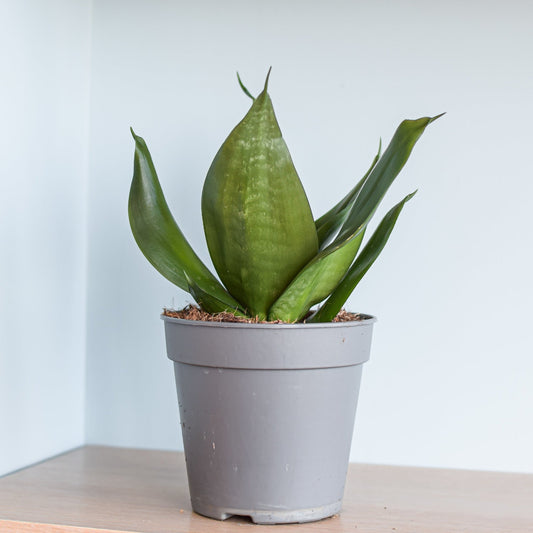 Sansevieria Jade Hahnii | The Plant Boys