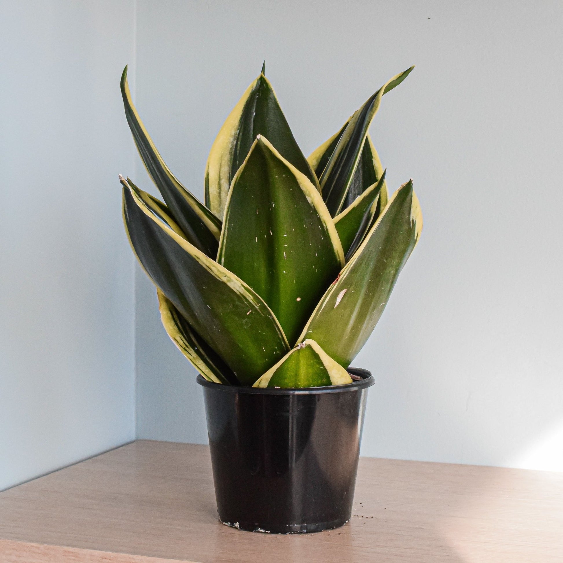 Sansevieria Lotus Hahnii | The Plant Boys