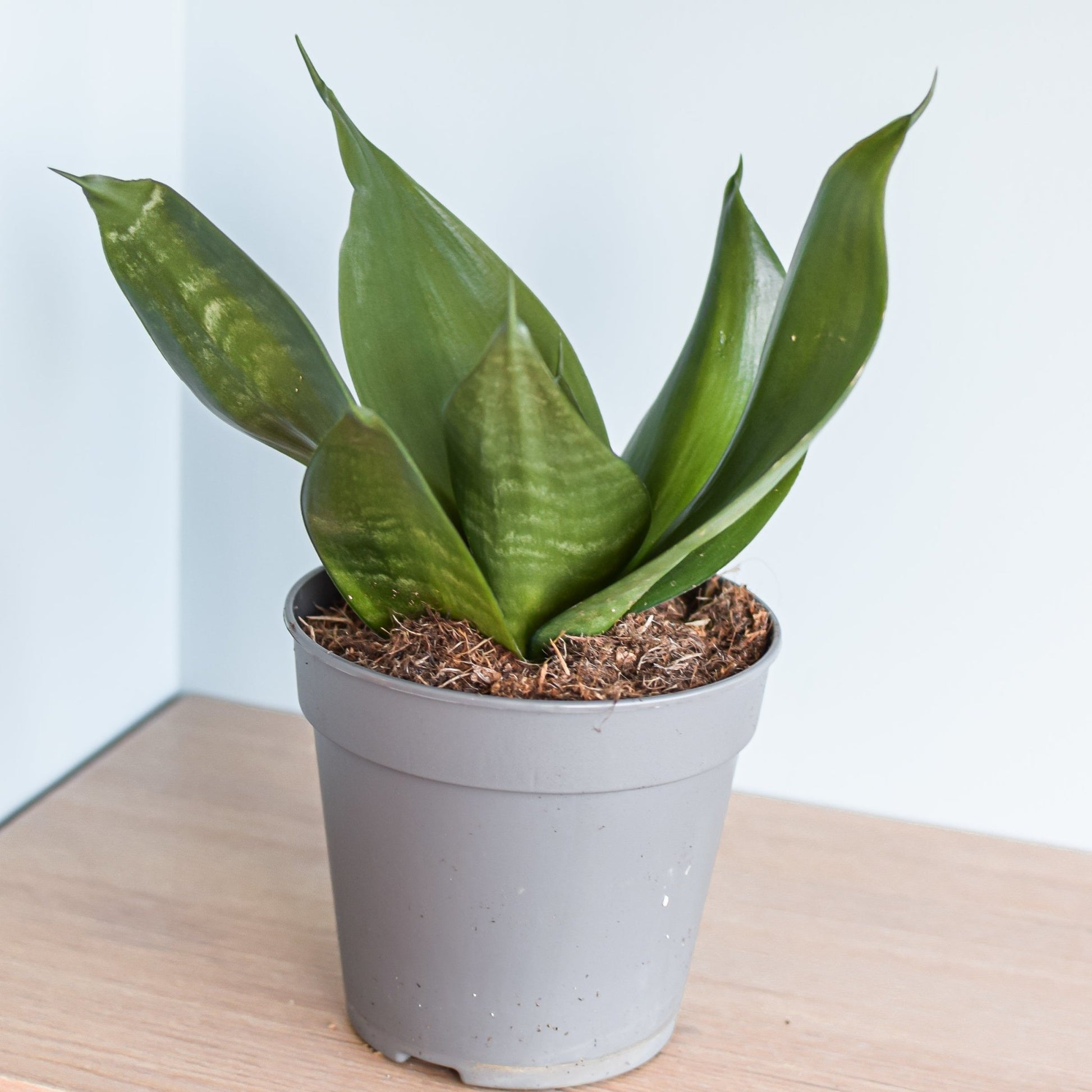 sansevieria jade hahnii Sansevieria Jade Hahnii – The Plant Boys