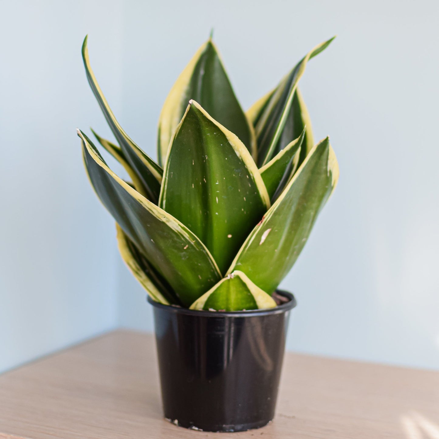 Sansevieria Lotus Hahnii | The Plant Boys