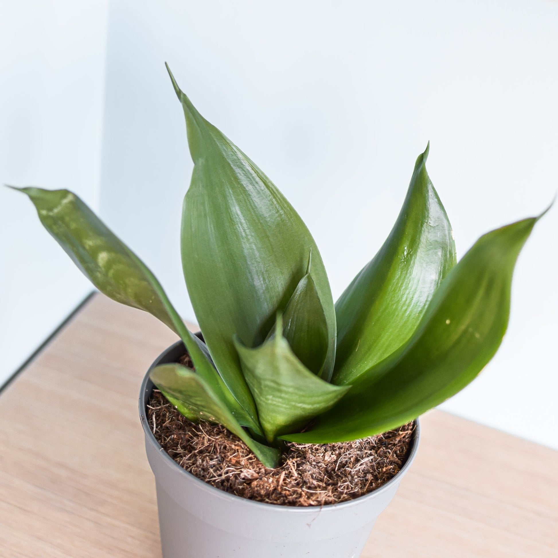 snake plant jade Sansevieria Jade Hahnii – The Plant Boys