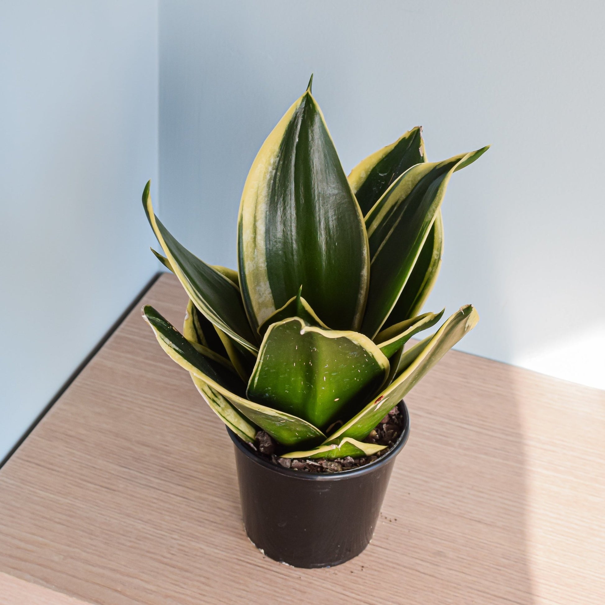 Sansevieria Lotus Hahnii | The Plant Boys